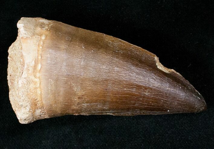 Very Large Mosasaur Tooth - Top % Size #13569